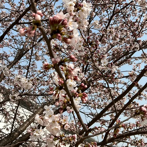 벚꽃 명소 산책 + 사진 투어 (1일)