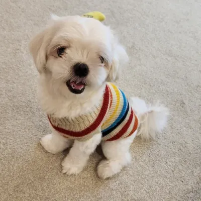 큐티 강아지 컬러 스트라이프 니트