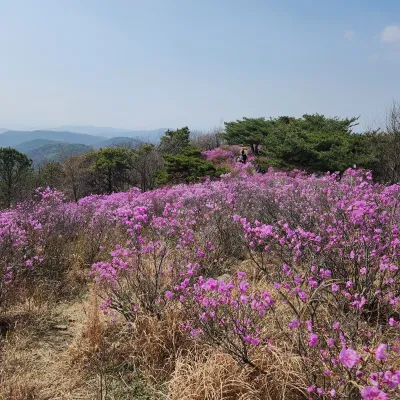봄 진달래 능선 트레킹 1일 투어